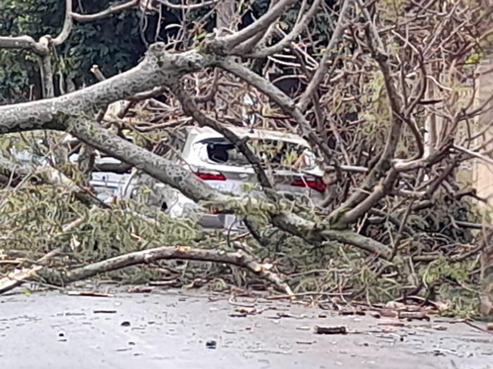 Foto 2 de 3 — Árvore cai em cima de carro após ventania em Araraquara